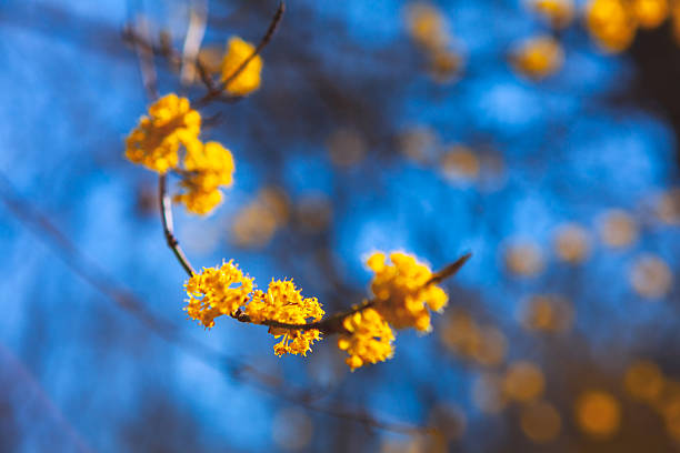 Graceful branch adorned with vivid yellow blossoms arcs through frame, sharply focused against dreamy sky. Soft bokeh background enhances delicate texture and vibrant color of flowers
