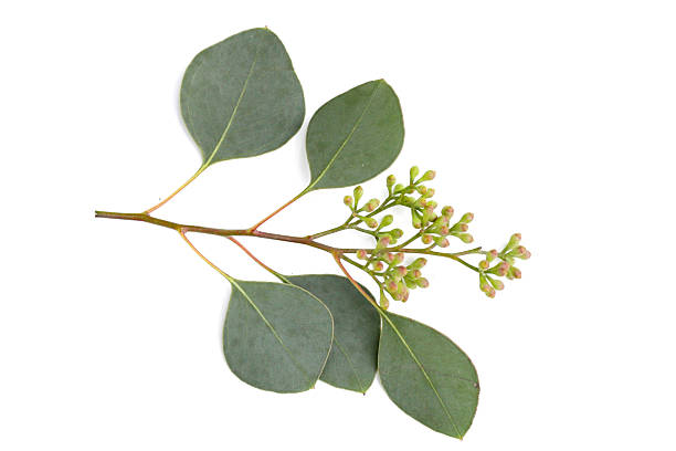 istock Eucalyptus leaves on white background. Green leaf branches. 2247859584