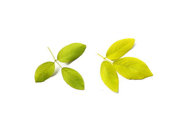 istock Colorful leaves on a white background. 2247859589