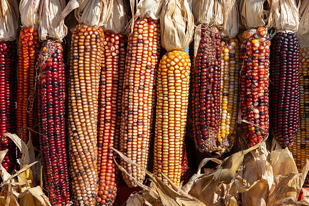 istock Colorful Indian corn cobs hanging in sunlight during autumn harvest 2247860616