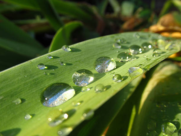 Dew Drops on a Long Leaf in the Morning