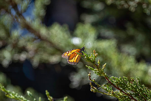 A close view of a monarch butterfly resting on a green sprig, bathed in natural sunlight. The vivid orange wings with black veins and white speckles contrast with the soft, blurred background, conveying a sense of calm nature, delicate life, and outdoor serenity in a park setting.