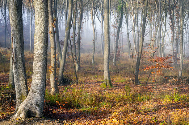 Rays of sunlight through a misty forest during sunrise over the Veluwe nature reserve in Gelderland, Netherlands.