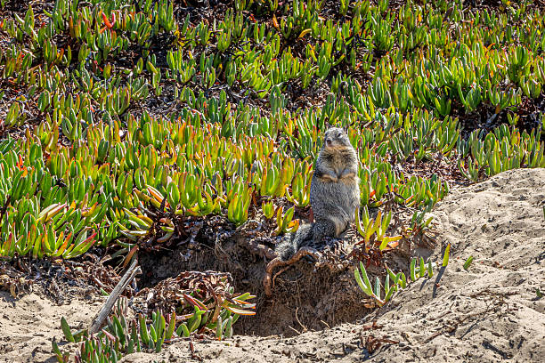 A curious ground squirrel sits upright on a sunlit sand dune, surrounded by dense green succulents and coastal vegetation. The scene captures a peaceful, natural moment in a California dune park near Pismo Beach, highlighting wildlife, sunlight, and rugged coastal habitat.