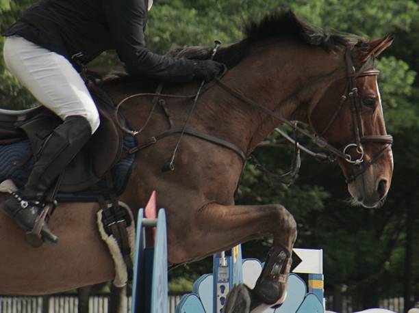 istock Horse and rider 2247867064