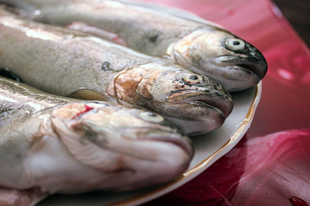 Three fresh trout fish lying on plate in close up ready for cooking with visible details of skin eyes and scales on red table background