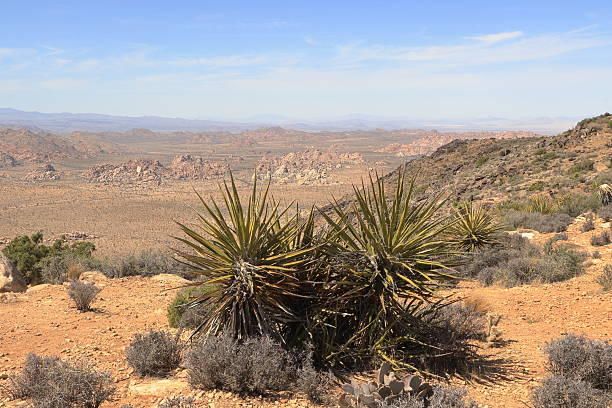 istock Mojave Yucca at Ryan Mountain, Joshua Tree National Park, California 2247870426