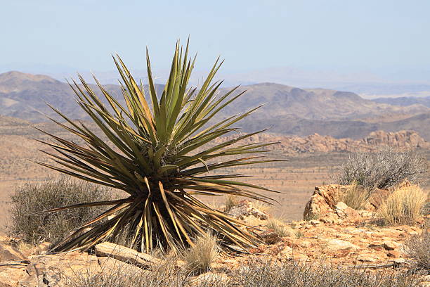 istock Mojave Yucca at Ryan Mountain, Joshua Tree National Park, California 2247870565
