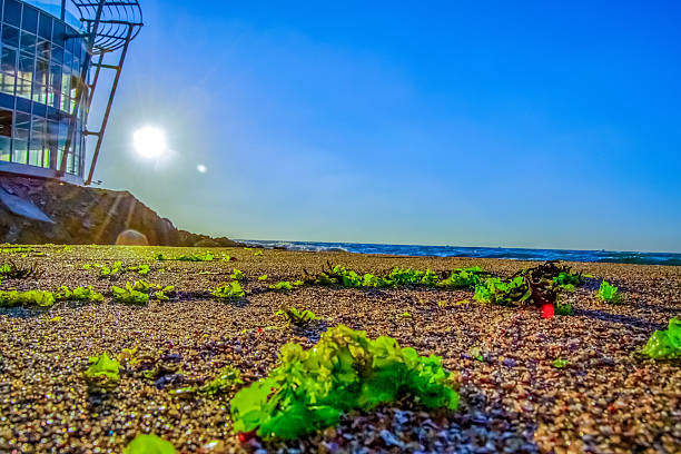 A striking low-angle shot captures a vibrant beach scene under a brilliant, clear blue sky. The sun, positioned near the horizon, creates a powerful lens flare and illuminates the entire landscape