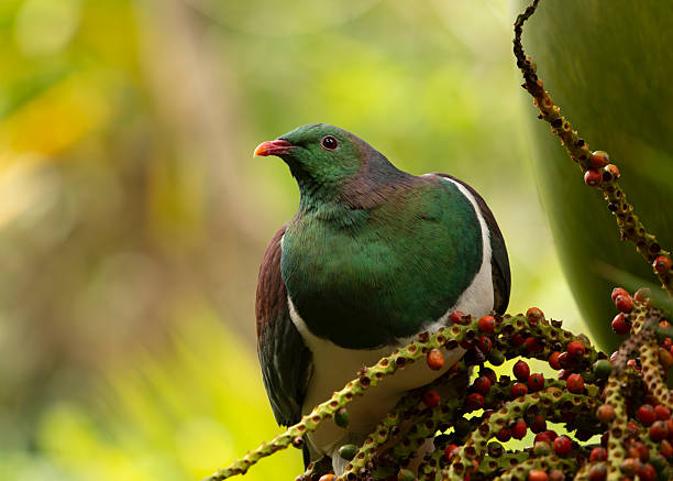 A Kereru (Wood Pigeon) perches on a Nikau Palm, while feeding on berries , on Tiritiri Island, New Zealand