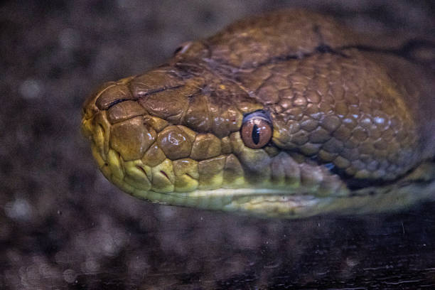 Snake in care in wildlife conservation area