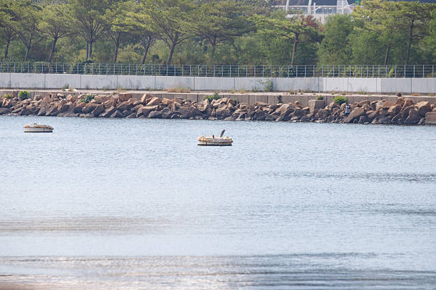 Hong Kong Wildlife