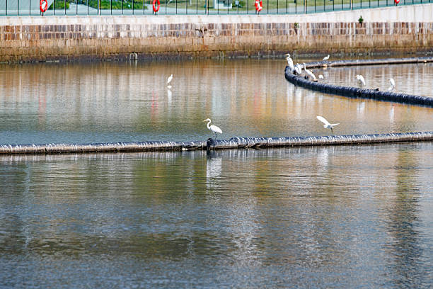 Hong Kong Wildlife