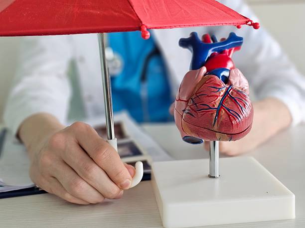 istock Model of a human heart being studied under a red umbrella 2247875616