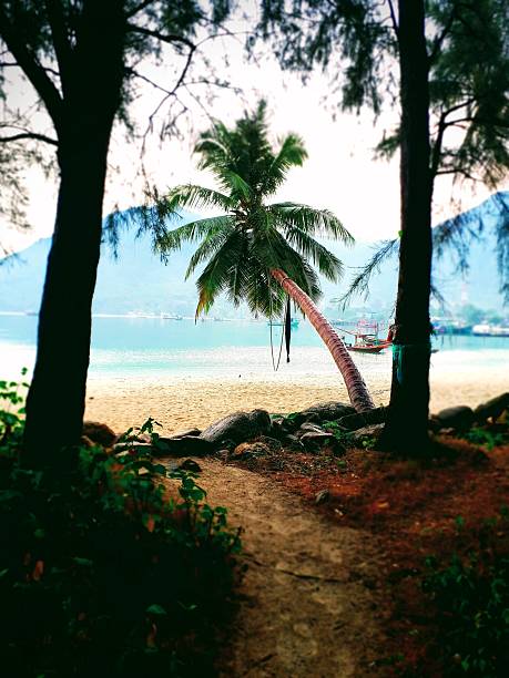 A moody and inviting vertical shot showing a shaded path or trail leading from the dark foreground trees towards a bright, inviting tropical beach. The scene is framed by two tall, dark trees, drawing the eye toward a leaning coconut palm tree and the turquoise ocean water beyond. The image conveys a sense of adventure, discovery, and finding a hidden paradise. Small boats and buildings are visible in the distance.
