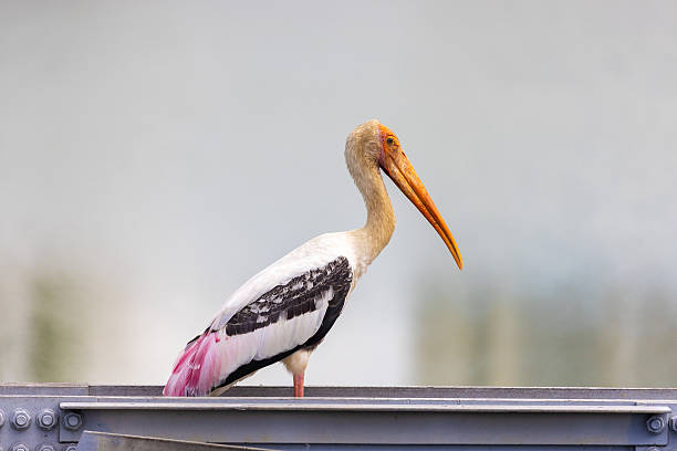 istock Painted stork perched by the water in Colombo, Sri Lanka 2247878159