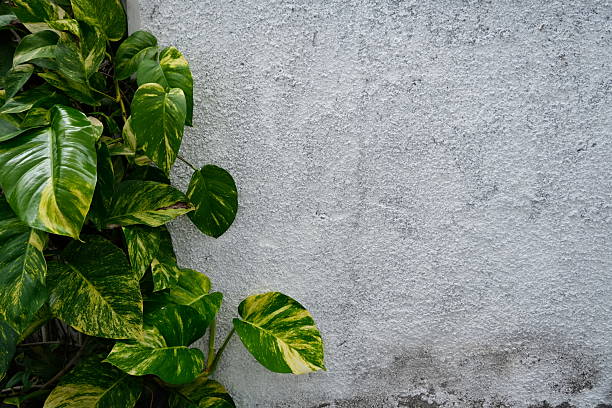 istock Green Tropical Leaves on Gray Concrete Wall for Copy Space 2247878280