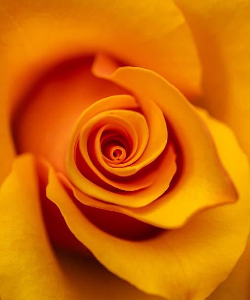 istock Close up of Halloween Rose blooming. 2247878998