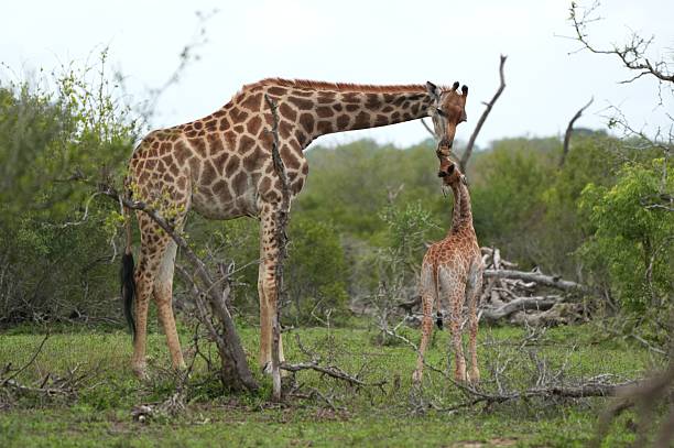 A newborn giraffe with the mother showing affection. Calf looking up and mum giraffe.