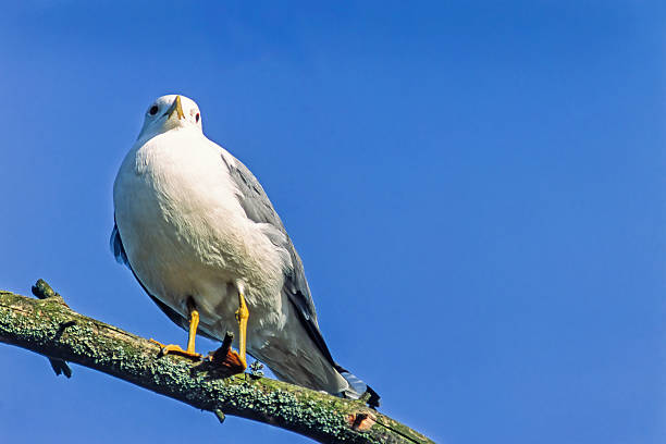 Common Gull perched on a branch in the sunshine by a clear blue sky