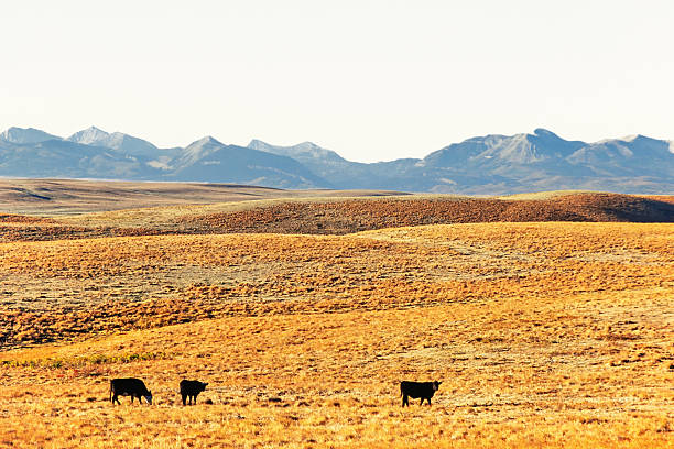 Cattle on the prairie with high mountains on the horizon
