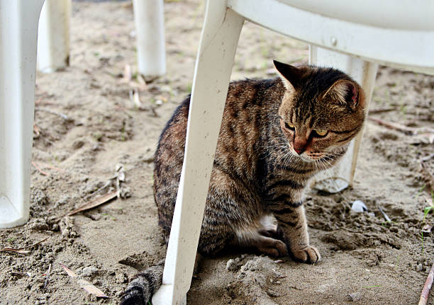 A striped stray cat sits on sandy ground beneath a white plastic chair. The cat has a mix of brown and black fur, a typical tabby pattern. The sandy surface is mixed with scattered dried leaves and small twigs, showing an outdoor setting.