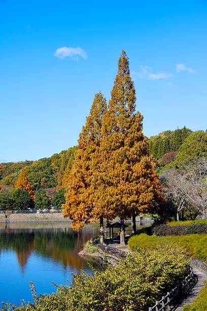 istock Tall trees with orange-brown foliage stand beside a calm pond. 2247881795