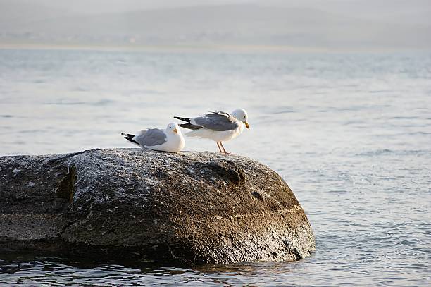 istock Seagulls of Olkhon Island. 2247884628