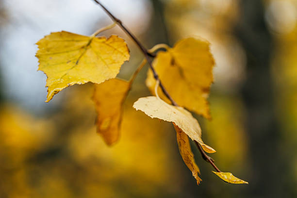 istock Vivid Yellow Autumn Birch Leaves Hanging from a Small Branch 2247885476