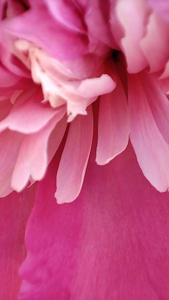 istock Vibrant Pink Flower Closeup 2247885861
