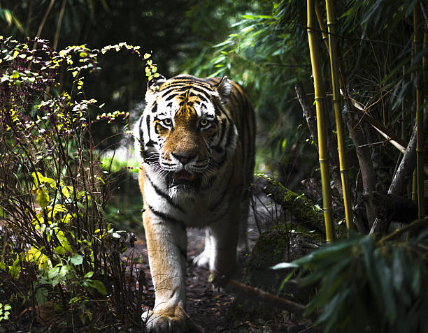 istock Tiger Walking Through Dense Jungle Habitat 2247887966
