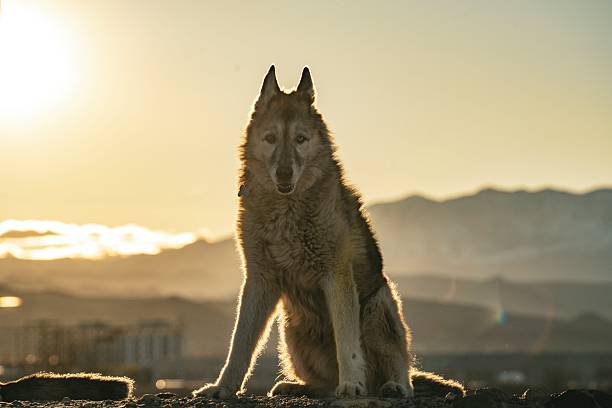 istock Majestic Wolf Silhouette at Sunset with Mountain Landscape 2247888722