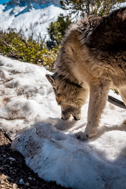 Majestic Wolf Sniffing Snow in Scenic Winter Mountain Landscape