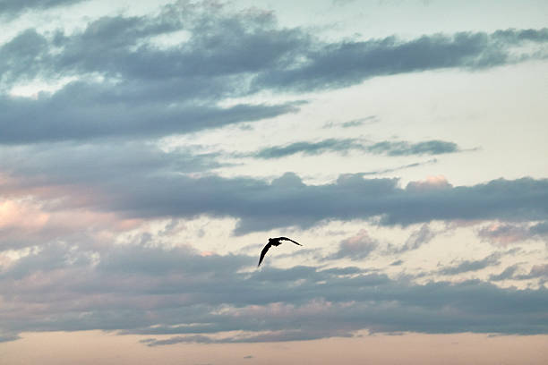 istock Bird flying against moody sky during sunrise 2247890526