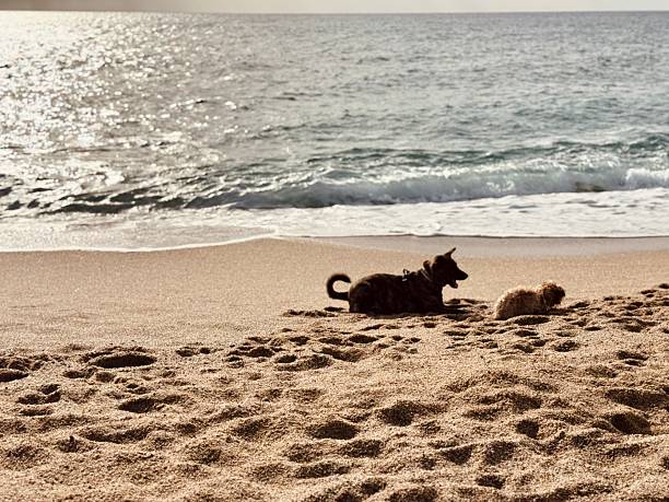 A horizontal photograph captures a humorous moment on a sunny beach. A small dog is completely camouflaged and hidden inside a hole it dug in the sand, with only its eyes or nose barely visible. A large brindle Dutch Shepherd dog is standing nearby, looking into the hole or playing in the immediate vicinity. The background includes the blue ocean and a clear sky. The image is fun, energetic, and captures the playful interaction between two different sized dogs during a summer day out.