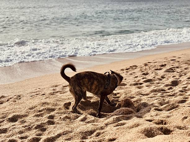 A horizontal photograph captures a humorous moment on a sunny beach. A small dog is completely camouflaged and hidden inside a hole it dug in the sand, with only its eyes or nose barely visible. A large brindle Dutch Shepherd dog is standing nearby, looking into the hole or playing in the immediate vicinity. The background includes the blue ocean and a clear sky. The image is fun, energetic, and captures the playful interaction between two different sized dogs during a summer day out.