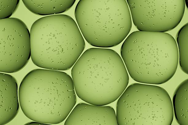 Frog eggs in the pond