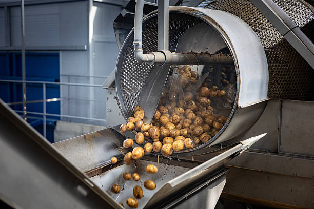 istock Pre-washed potatoes enter a final washing drum at a high-quality starch production plant. Water jets spray the tubers as the perforated stainless steel drum rotates and tumbles them. 2247899308