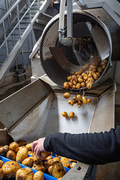 istock Pre-washed potatoes tumble from a final washing drum onto a sorting line at a high-quality starch plant. A worker's sorts the clean, wet tubers as they fall from the stainless steel machine. 2247899338