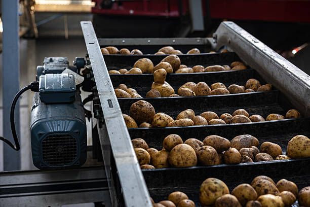 istock Pre-washed potatoes move on a complex system of industrial conveyor belts. This automated line transports the raw tubers for processing inside a high-quality potato starch production plant. 2247899909