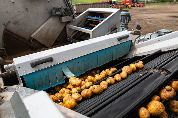 istock Pre-washed potatoes move on an industrial roller conveyor. This machine is part of the sorting and cleaning line in a high-quality potato starch production plant. 2247899999