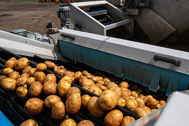 istock Pre-washed potatoes move on an industrial roller conveyor. This machine is part of the sorting and cleaning line in a high-quality potato starch production plant. 2247900008