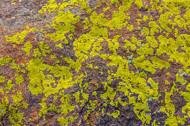 Numerous vibrant lichens thrive on a rugged rocky surface in an outdoor setting. Daytime light enhances the natural textures and colors of this unique ecosystem.