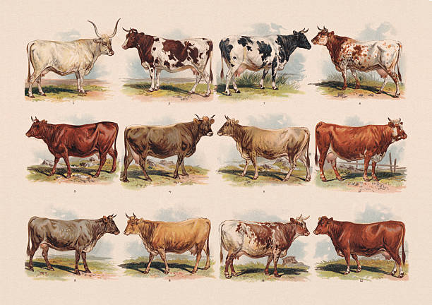 Cattle breeds: 1) Podolian (east europian) cattle; 2) Oldenburg cattle; 3) Tyrolean cattle (Austria);  4) Schwyz (swiss) cattle; 5) Norman cattle; 6) Limburger Schlag (Swabia, Germany); 7) Dutch cattle; 8) Triedorfer Schlag (Bavaria, Germany); 9) Mürztaler Schlag (Styria, Austria); 10) Simmental cattle (Bernese Oberland, Switzerland); 11) English (or British) cattle; 12) Sussex (British) cattle. Chromolithograph, published in 1898.