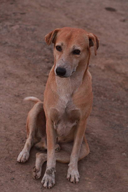istock Curious street dog 2247901950