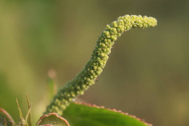 A tight cluster of buds emerges at the tip of a plant stem, surrounded by a mix of green and dried brown leaves. The softly blurred green background and delicate textures suggest a transitional moment in the plant’s growth cycle.