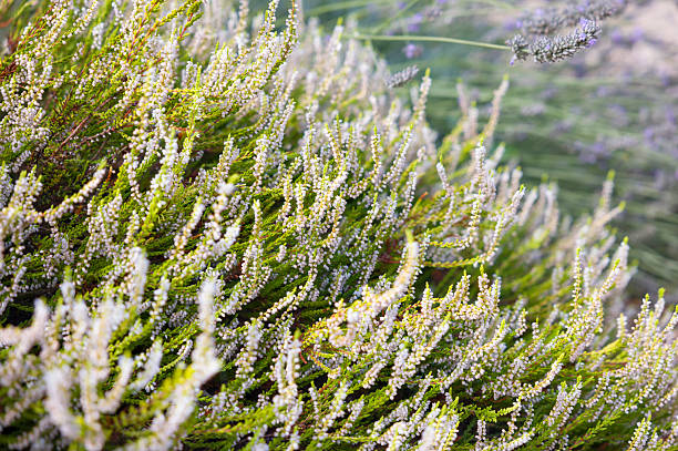 A closeup white heather flowers Calluna vulgaris 'Yvette's Gold' in full bloom, showing the vibrant green foliage. UK garden.