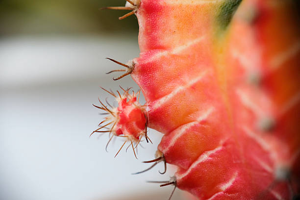 istock Beautiful colorful Gymnocalycium cactus on a pot. 2247904526