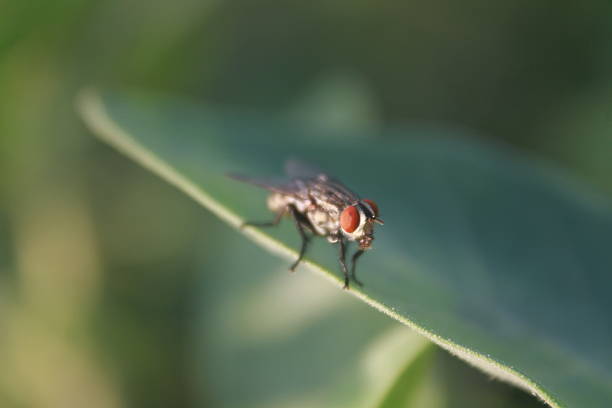 A detailed macro photograph captures a true fly, likely a common housefly (Musca domestica) perched on the underside of a large, textured green leaf