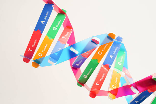 DNA molecule spiral structure model isolated on white background, chromosome and gene chemical science biology.